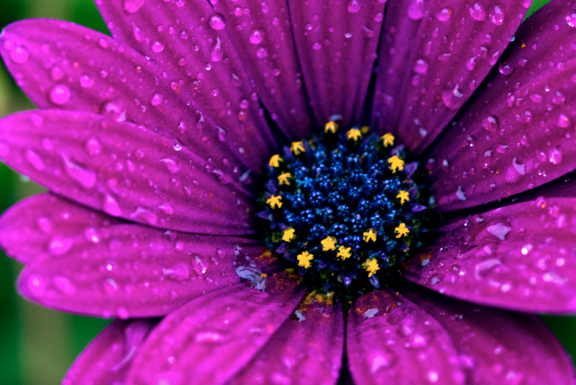 Photographies